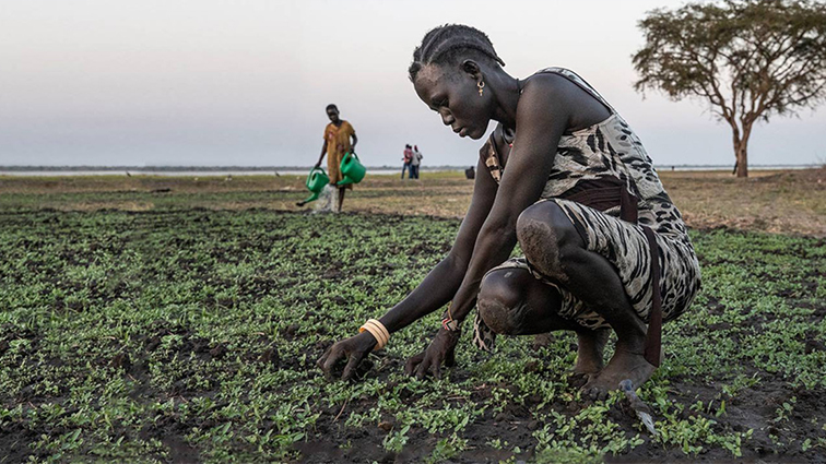sudan tarım sudan tarım